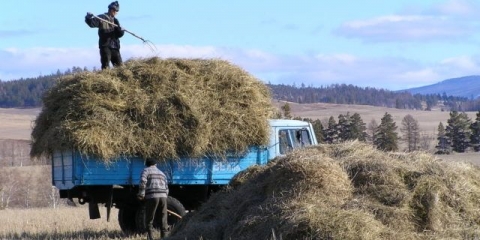 Krava ne jede dobro sijeno: šta da se radi